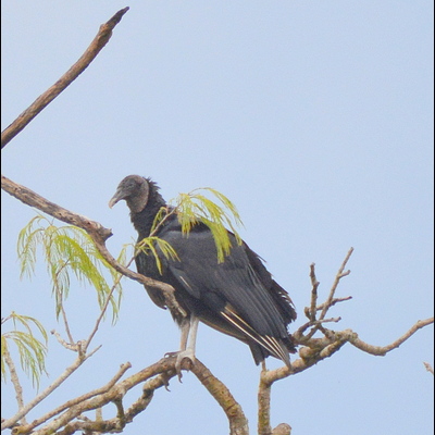 Black Vulture